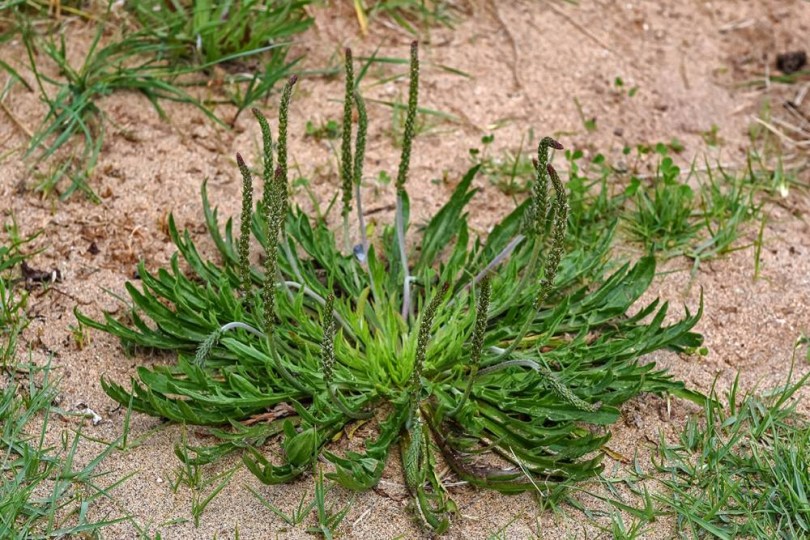 Szarvasagancs útifű - Szarvaskerep útifű - erba stella - Plantago coronopus, Plantago coronopus, saláta